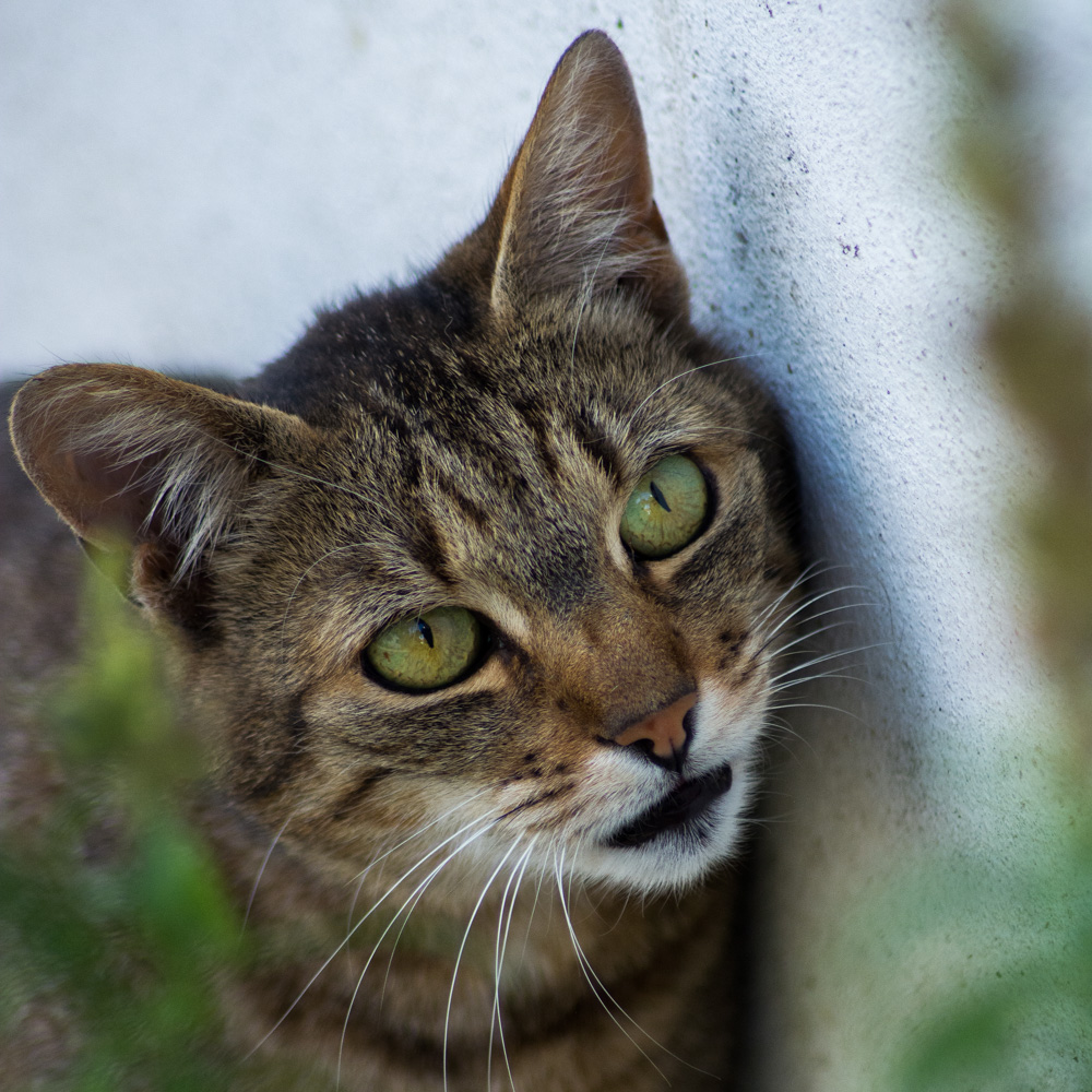 Katze an Hauswand nach oben blickend