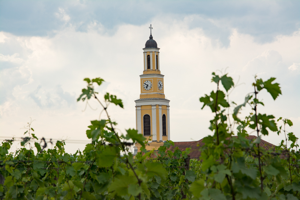 Weingarten mit Pfarrkirche Platt im Hintergrund